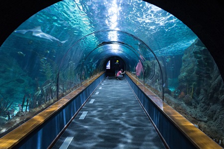 tunnel des requins